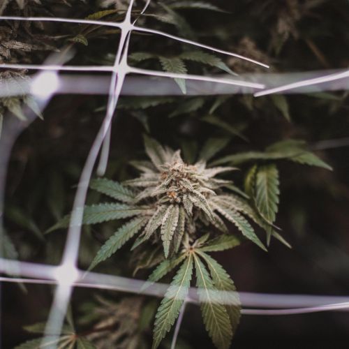 cannabis seeds for sale in Lake Tahoe, California | Truckee Marijuana
